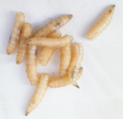 Blow_fly_larvae